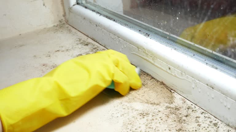  Palos Verdes Estates, CA Mold Removal Pros